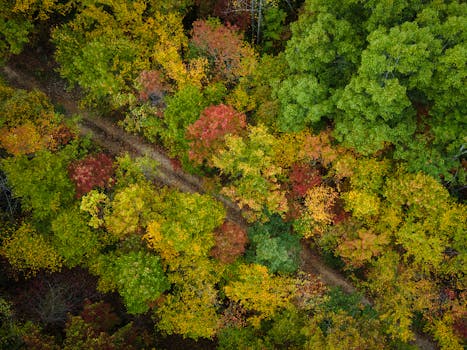 Stunning aerial view of a colorful autumn forest trail showcasing vivid fall foliage.