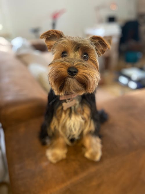 Free stock photo of yorkshire terrier Stock Photo
