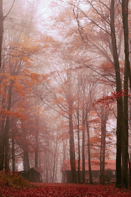 Бесплатное стоковое фото с atmosfera de outono, вертикальный выстрел, деревья