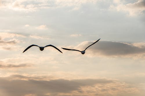 Foto stok gratis awan, burung camar, kebebasan
