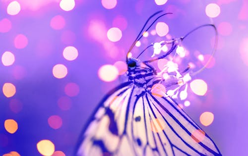 Macro Photography of Butterfly Near Lights