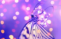 一张蝴蝶的宏观照片，以散景灯光为背景，展现了鲜艳的色彩和复杂的翅膀细节