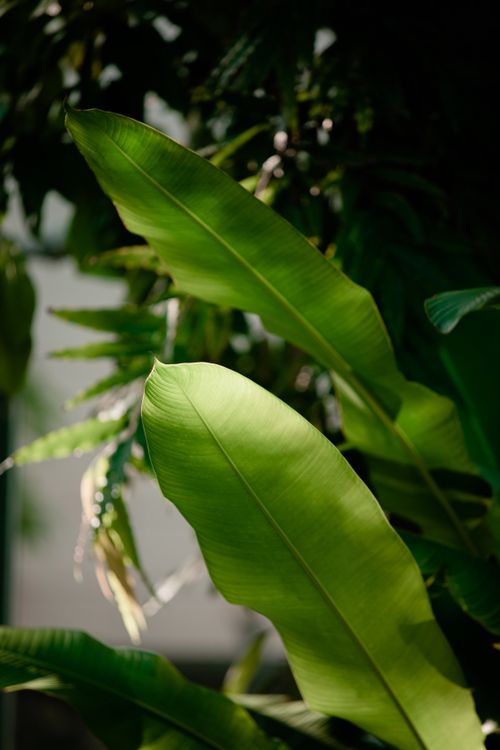 Free Vibrant banana leaves illuminated by sunlight, showcasing natural texture and color. Stock Photo