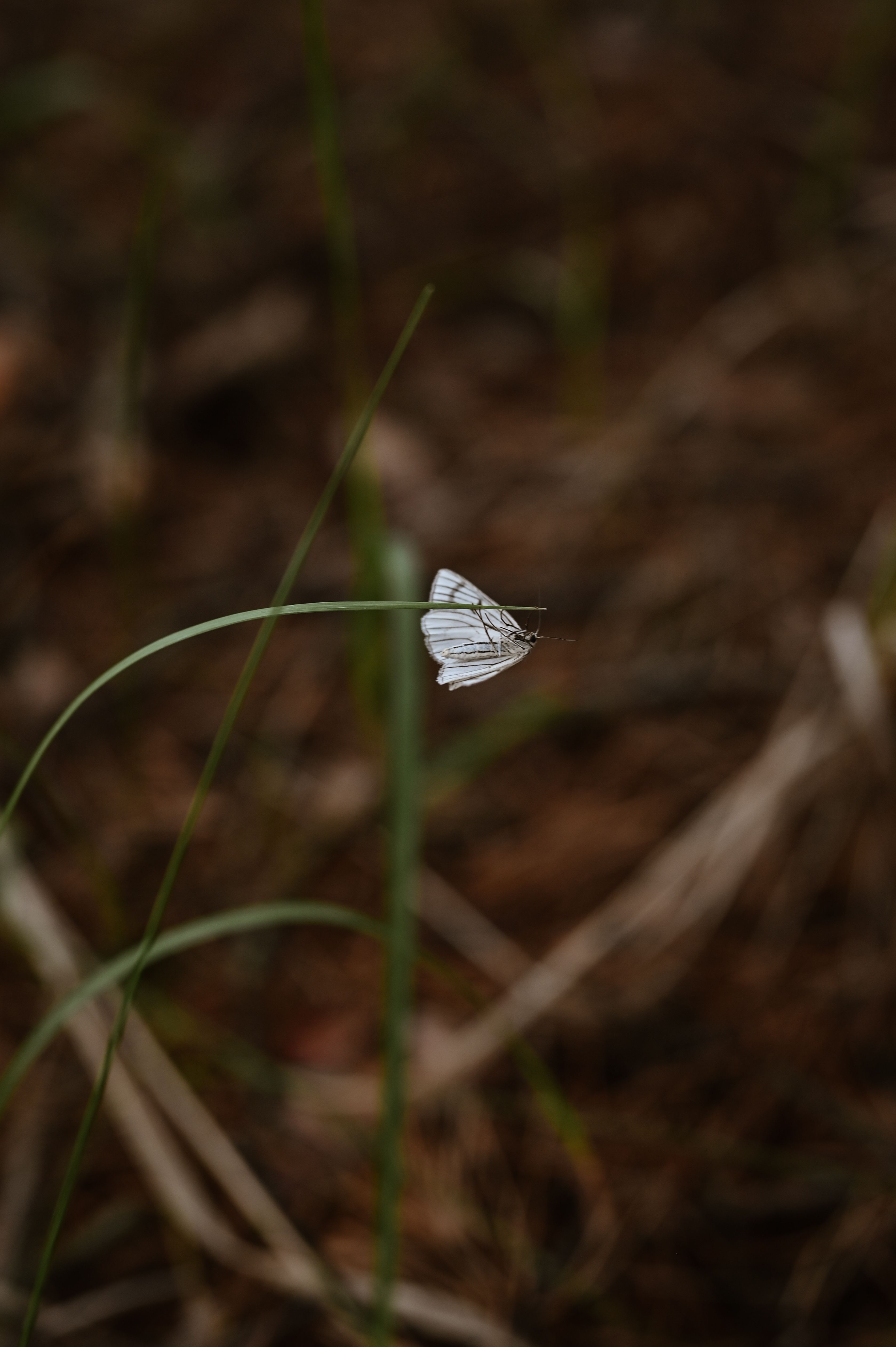 White Butterfly on Blade of Grass · Free Stock Photo