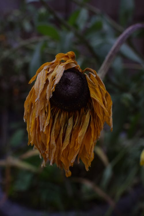 Fotos de stock gratuitas de de cerca, flor amarilla, flora