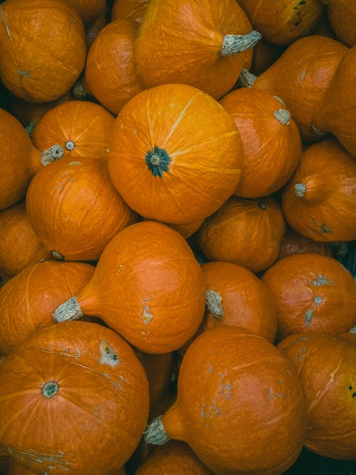 Foto profissional grátis de 14 fevereiro, abóboras, cucurbita