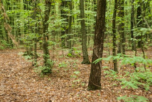 A serene view of a lush green forest, showcasing tall trees and dense foliage in a natural setting.