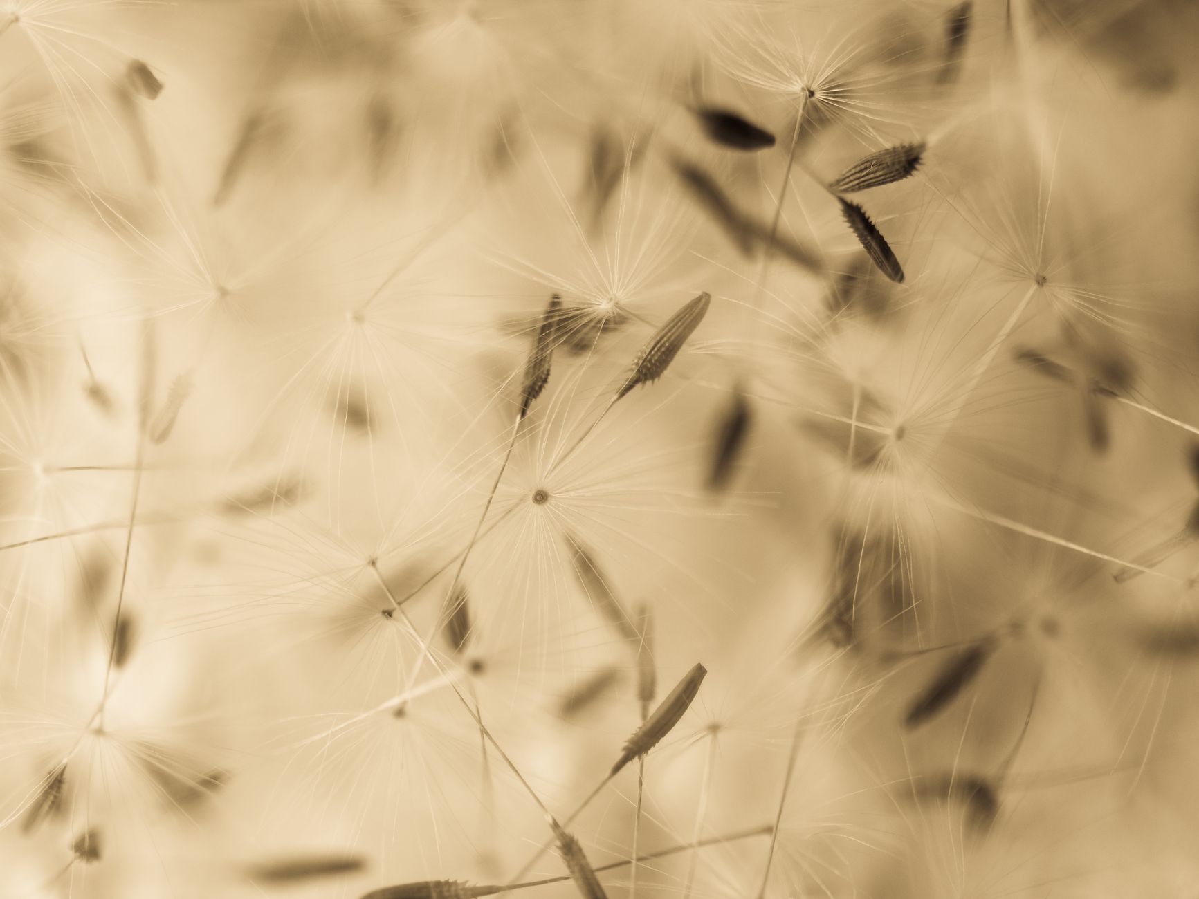 Close-up of dandelion seeds with a soft focus and sepia tone, showcasing natural beauty.