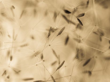 Close-up of dandelion seeds with a soft focus and sepia tone, showcasing natural beauty.