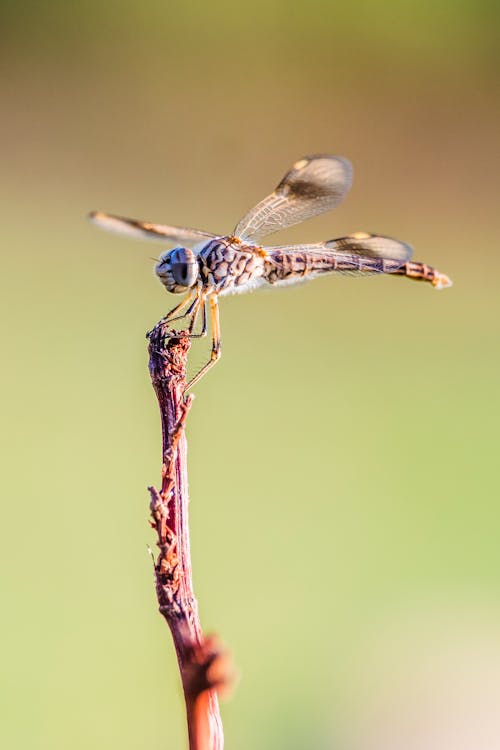 Dragonfly Perched on Brown Stem 