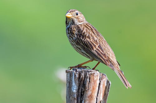 Brown Bird on Brown Wooden Post