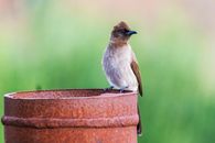 Free stock photo of animal, avian, bird
