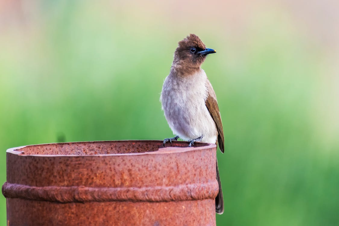 Imagine de stoc gratuită din a închide, aviar, bulbul comun