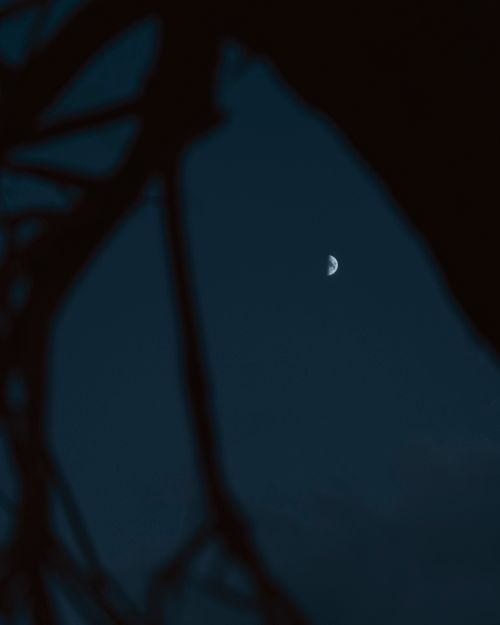 Free A serene half moon in a dark night sky is framed by silhouetted tree branches. Stock Photo