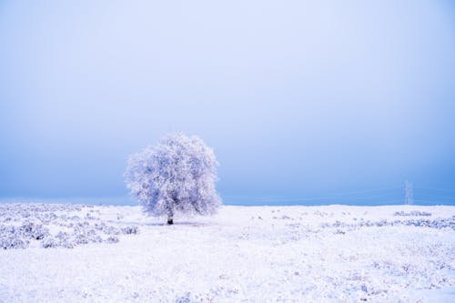 Fotos de stock gratuitas de árbol cubierto de nieve, cielo azul, congelado