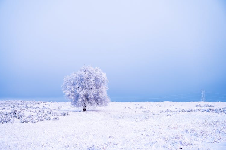 Snow Covered Tree On The Snow Field