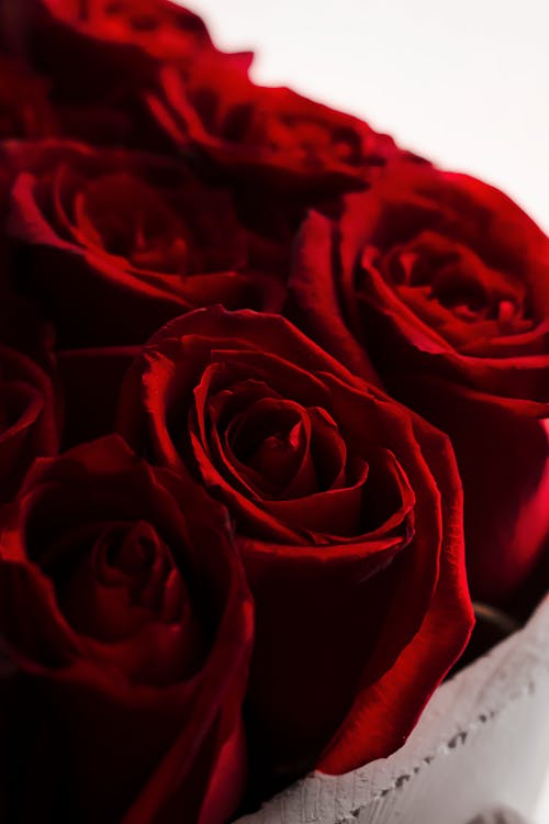Red Roses · Free Stock Photo