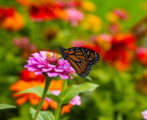 Free stock photo of purple flower with butterfly