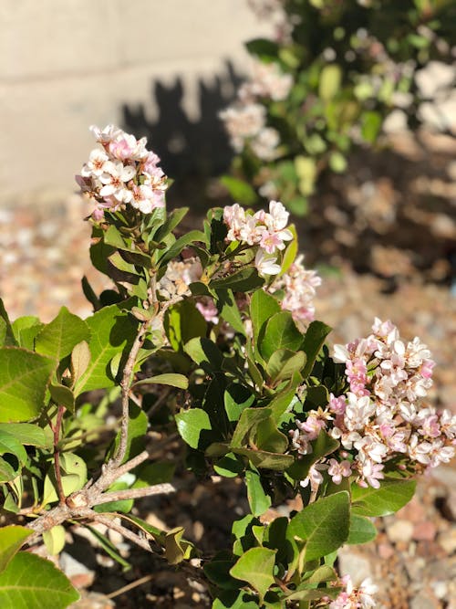 Free stock photo of daylight, flowers, garden