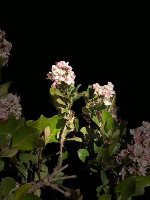 Darmowe zdjęcie z galerii z kwiaty, roślina