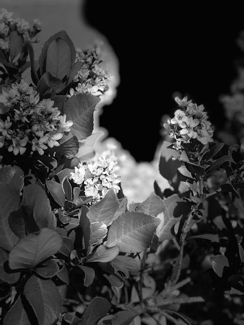 Free stock photo of black and white, dark, flowers
