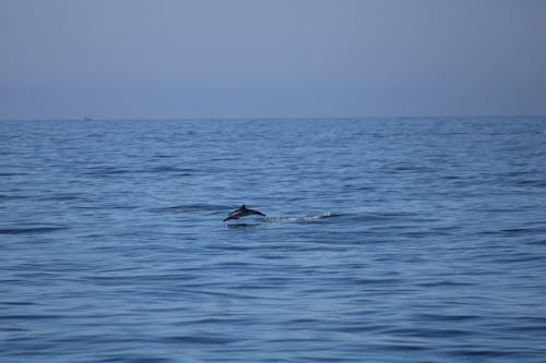 Photos gratuites de dauphin