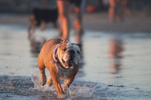 Photos gratuites de bouledogue, chien, coucher de soleil