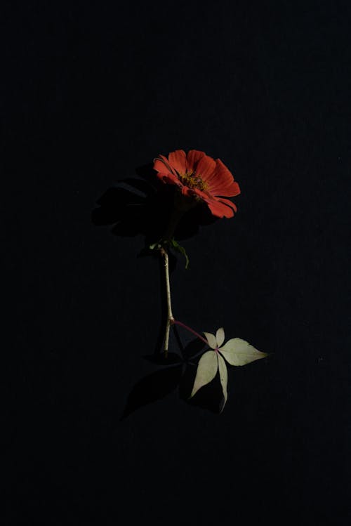 คลังภาพถ่ายฟรี ของ การถ่ายภาพดอกไม้, ดอกไม้สีแดง, พฤกษา