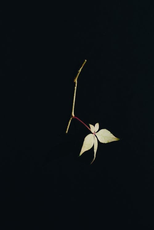 White Leaves in Black Background 