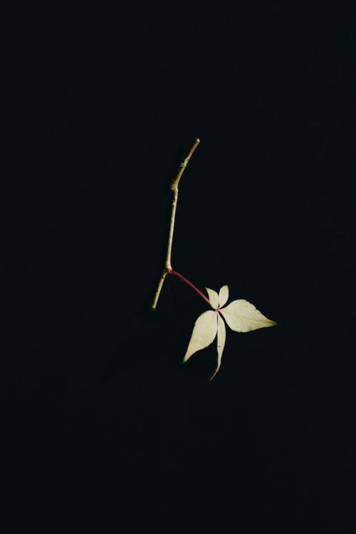 Free Minimalist photo of a single leaf and stem on a black background, emphasizing simplicity. Stock Photo