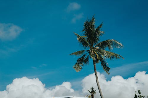 Бесплатное стоковое фото с активный отдых, берег, береговая линия