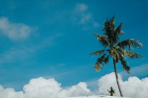 Gratis stockfoto met achtergrond, beachlife, blauw