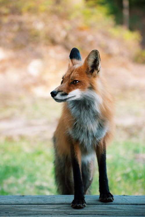 Red Fox on Sitting on a Wooden Surface