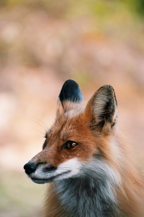 Fox in Close Up Photography