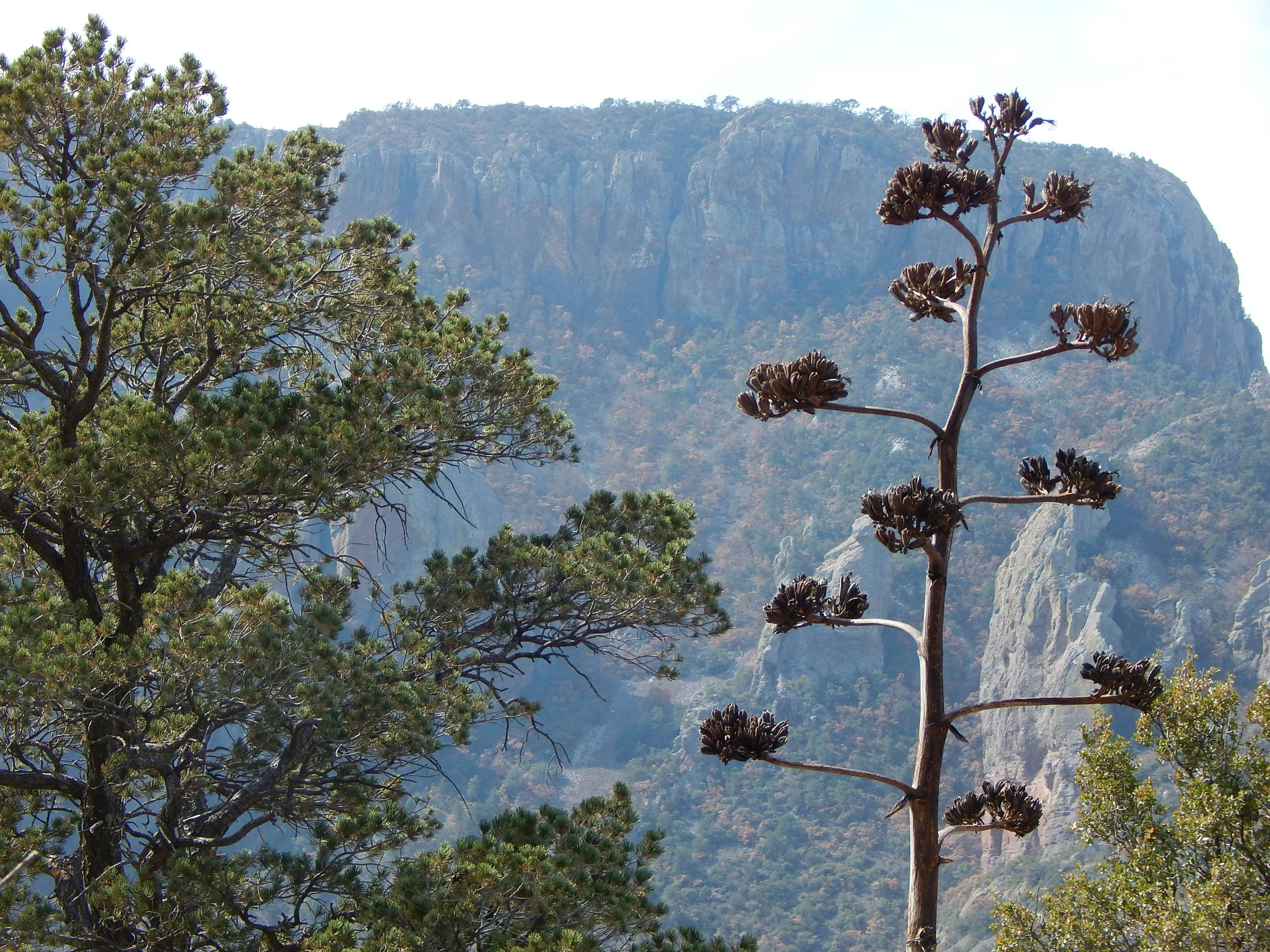Foto Stok Gratis Tentang Pemandangan Pohon Cemara Pohon Pinus