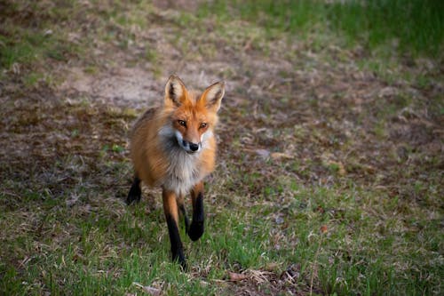 Photo of Fox on Grass