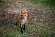 Brown Fox on Green Grass