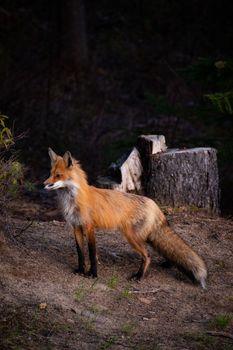 Captivating shot of a red fox standing on forest floor in Quebec, showcasing its vivid fur.