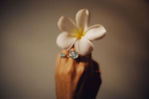 Free Close-up of a hand holding a white plumeria flower, adorned with elegant rings. Stock Photo