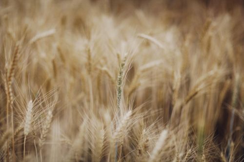 Free Close-up of ripe wheat field showcasing natural beauty and agricultural abundance. Stock Photo