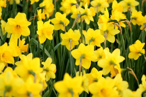 Free A captivating field of yellow daffodils blooming outdoors, capturing the essence of spring. Stock Photo