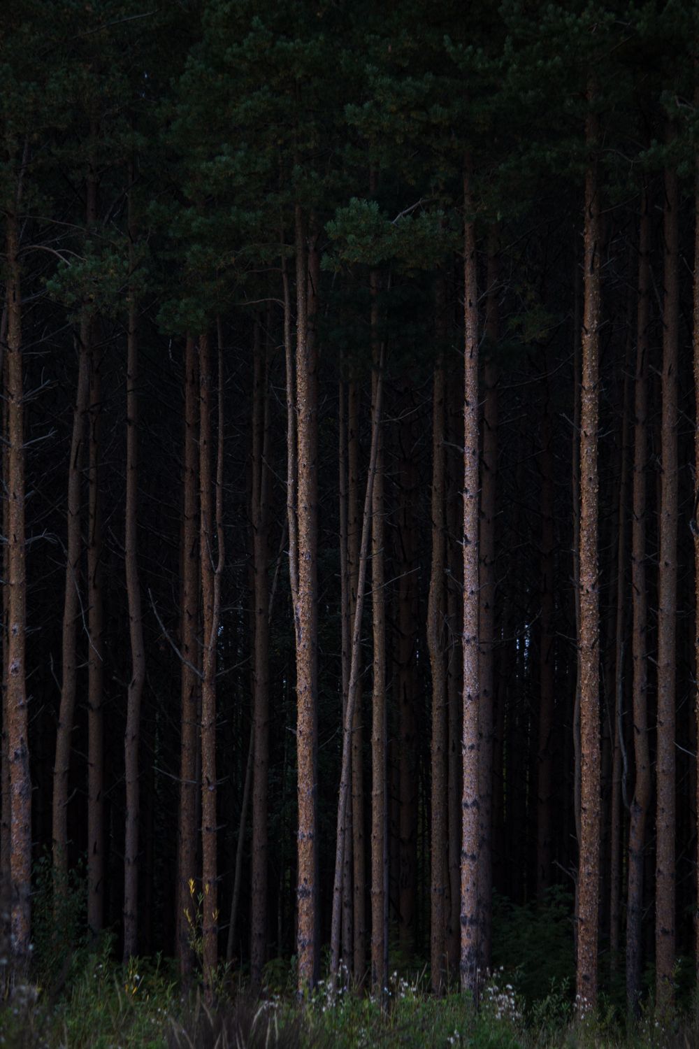 Tall Trees in a Forest · Free Stock Photo