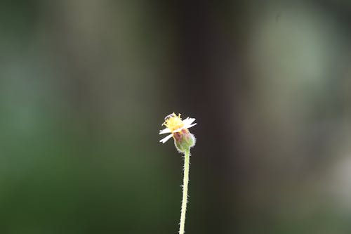 Free stock photo of beautiful, bloom, blooming