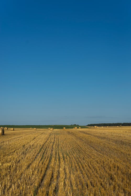 Darmowe zdjęcie z galerii z błękitne niebo, pionowy strzał, pole pszenicy