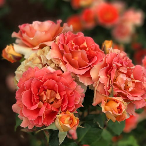 Close Up Fotografie Van Roze Bloemen