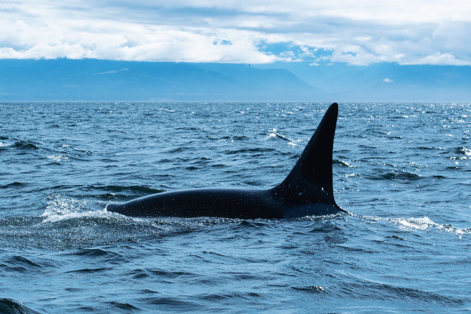Orcas en la costa patagónica Orca aproximándose a la costa mientras es observada desde tierra en Punta Norte.