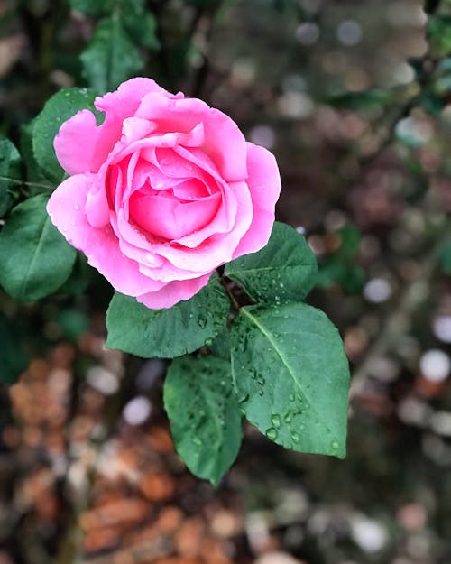 Nahaufnahme Fotografie Der Rosa Blume