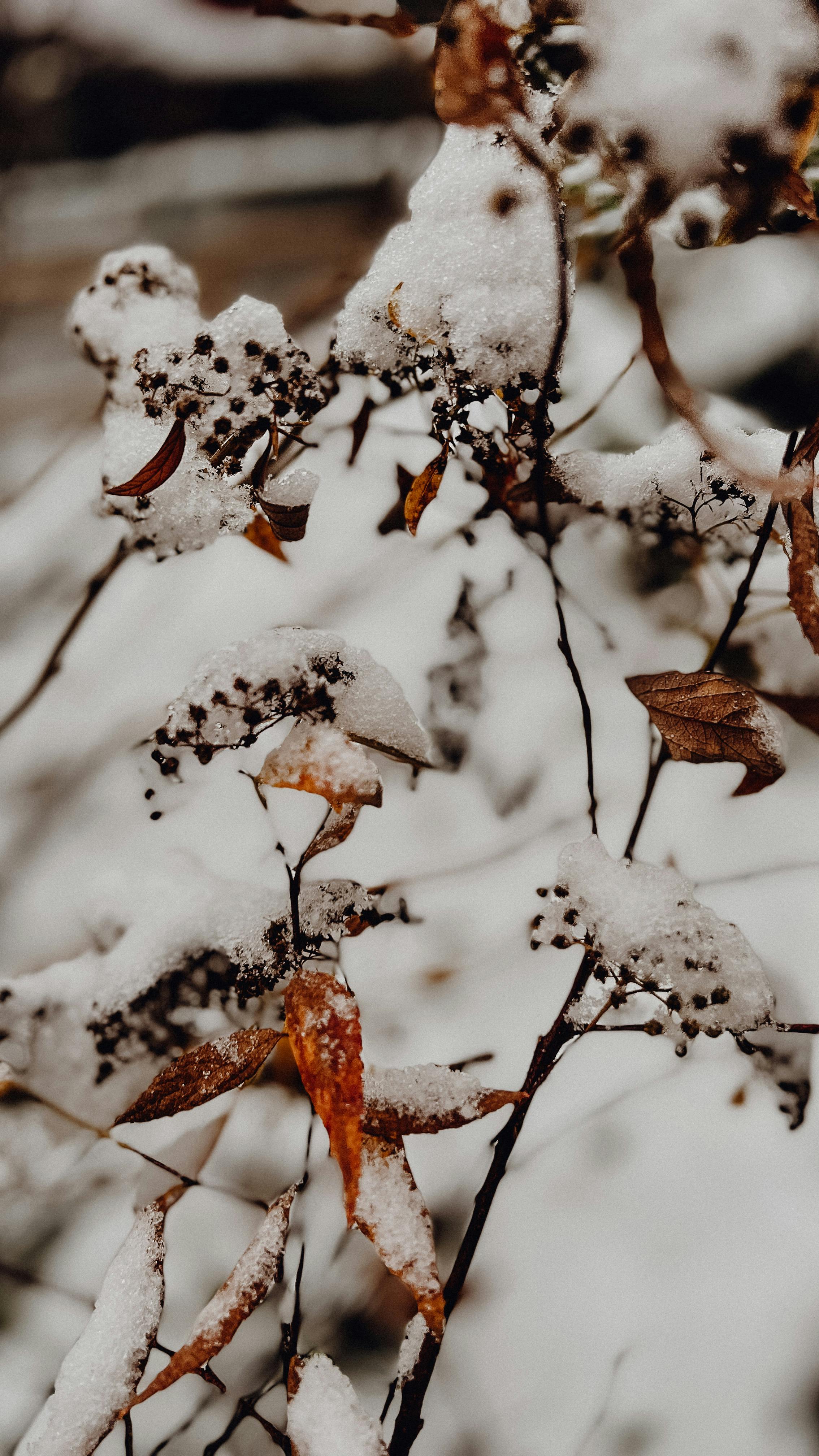 Snow-draped branches with brown leaves in a serene winter scene in Trёkhgorka, Russia.