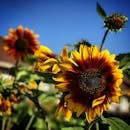 在户外花园中，明亮的向日葵以其生动的花瓣和自然美景成为焦点