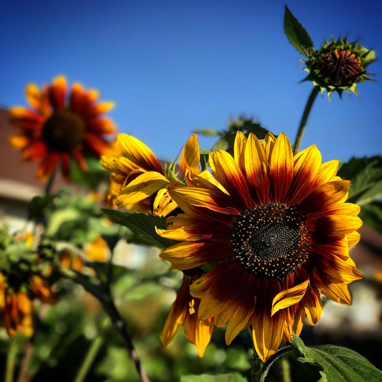 Close-Up Photography of Sunflower